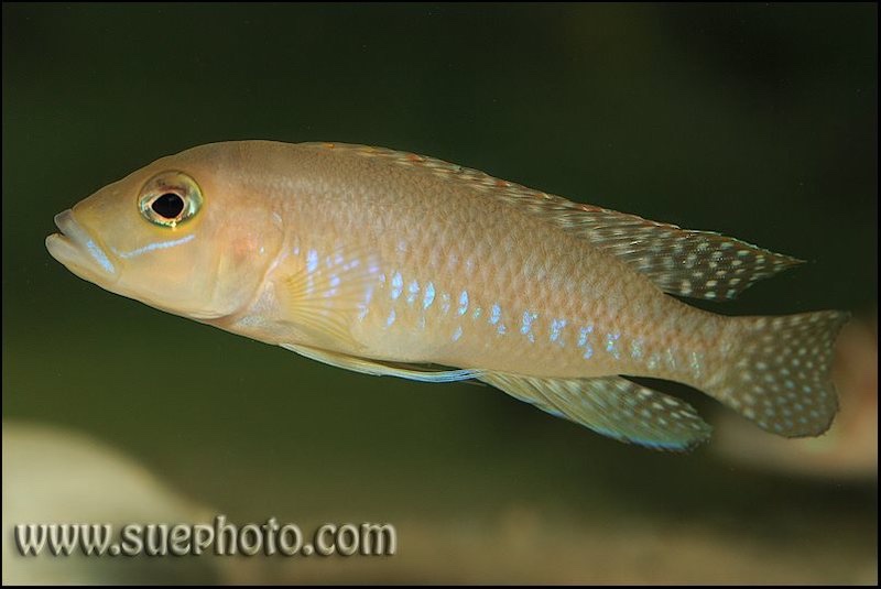Neolamprologus sp. 'ventralis kasanga' Chituta Bay